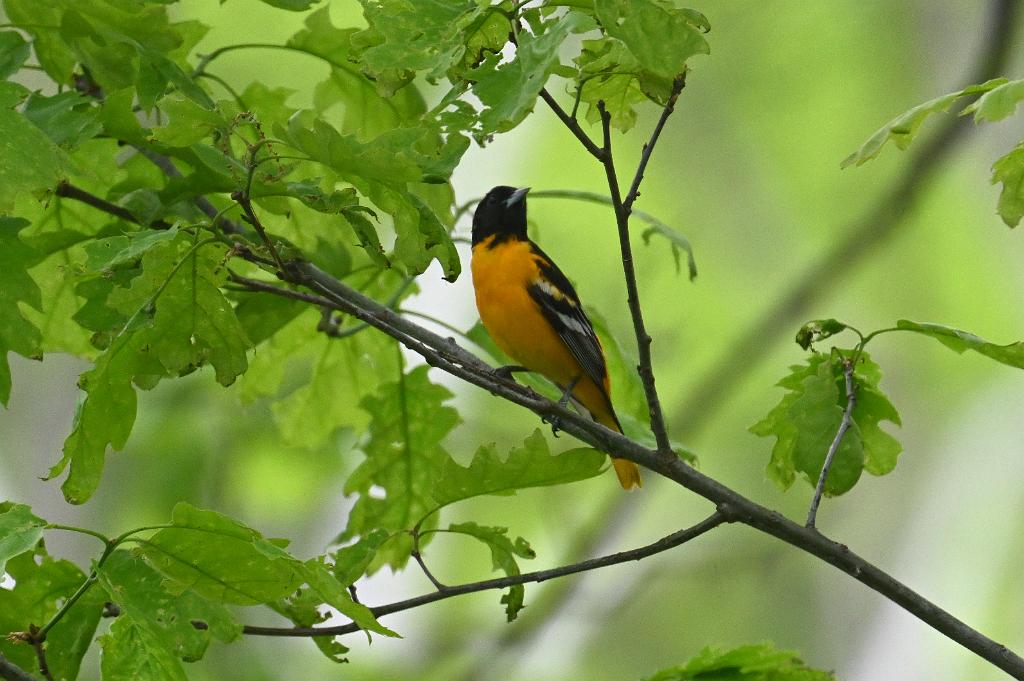 2025-05148515 Broad Meadow Brook, MA.JPG - Baltimore Oriole. Broad Meadow Brook Wildlife Sanctuary, MA, 5-14-2025